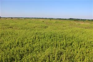 Veľké časti polygónu pokrývajú súvislé porasty druhu Solidago gigantea