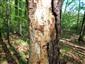TMP Jablonovské sedlo, stojaci strom s larvami plocháča