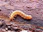 TML, larva Cucujus cinnaberinus