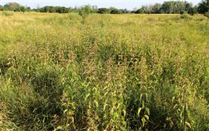 Porasty Urtica dioica už ničím nepripomínajú pôvodne halofytnú vegetáciu. 