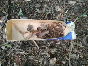 pobytové znaky Muscardinus avellanarius v tubuse