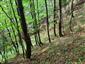Lipovo-javorové sutinové lesy (29.6.2023)