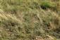Zvyšková populácia druhu Artemisia santonicum v najväčšej ostávajúcej lesnej svetline