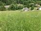 Suchomilné travinnobylinné a krovinové porasty na vápnitom podloží (*dôležité stanovištia Orchideaceae) (9.6.2023)
