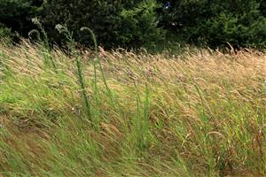 Napriek veľmi zlému stavu lokality tu stále prežíva populácia Cirsium brachycephalum.