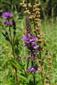 Lythrum salicaria