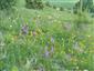 Suchomilné travinnobylinné a krovinové porasty na vápnitom podloží (*dôležité stanovištia Orchideaceae) (1.6.2014)