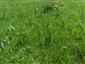 Suchomilné travinnobylinné a krovinové porasty na vápnitom podloží (*dôležité stanovištia Orchideaceae) (1.6.2023)