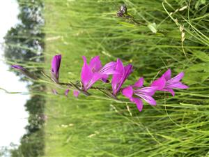 Gladiolus palustris