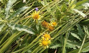 druh Inula britanica 