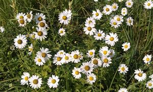 druh Leucanthemella serotina okrajom lúky