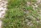 Halofyt Artemisia santonicum na poľnej ceste