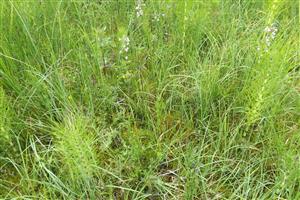 Detail na časť biotopu