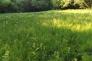 Celkový pohľad na biotop smerom na SV
