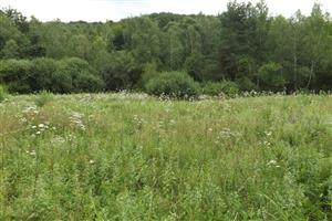 Celkový záber na časť so zarasteným prameniskom, smer V