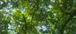 Teplomilné panónske dubové lesy (31.5.2023)
