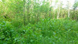 Pohľad na časť TML