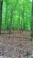 Karpatské a panónske dubovo-hrabové lesy (24.5.2023)