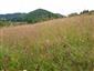Suchomilné travinnobylinné a krovinové porasty na vápnitom podloží (*dôležité stanovištia Orchideaceae) (29.6.2014)