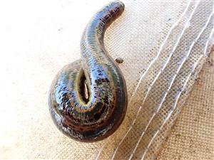 TML, Hirudo medicinalis