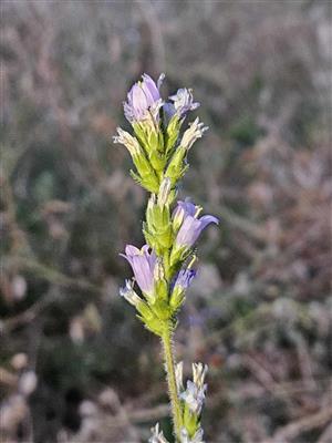 Campanula macrostachya na lokalite, v hornej časti.