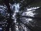 Horské smrekové lesy (10.7.2023)