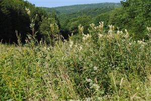Filipendula ulmaria, Lysimachia vulgaris