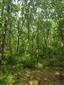 Eurosibírske dubové lesy na spraši a piesku (24.5.2023)