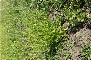 Ranunculus lateriflorus v terénnej depresii