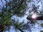 Reliktné vápnomilné borovicové a smrekovcové lesy (24.7.2013)