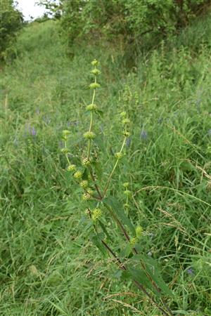 Phlomis tuberosa na lokalite