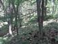 Lipovo-javorové sutinové lesy (23.6.2023)