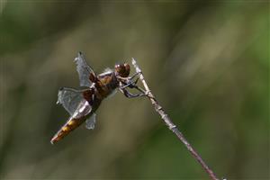 Libellula depressa