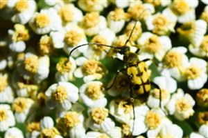 Pachytodes erraticus