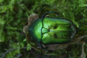 Protaetia affinis