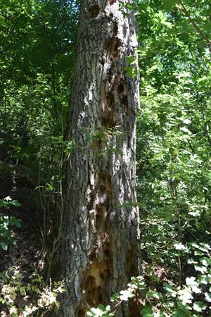 strom s výletovými otvormi Cerambyx cerdo 