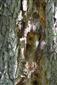 strom s výletovými otvormi Cerambyx cerdo 