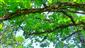 Teplomilné panónske dubové lesy (31.5.2023)
