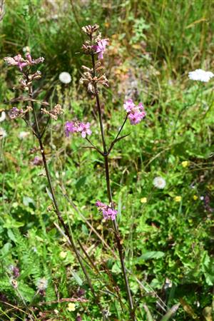 Steris viscaria