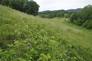 Na ploche sa šíri Rubus