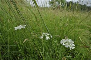 Prekvapivý výskyt Orlaya grandiflora