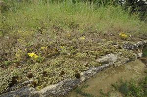 Pionierska vegetácia so Sedum acre a drobných terofytov sa vyskytuje maloplošne na teráskach skál s plytkou pôdou