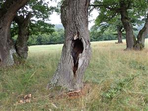 TML, strom s pobytovými znakmi druhu