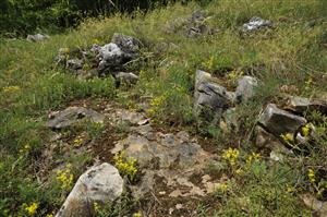 Skalnatý substrát. Pi5 indikuje najmä výskyt druhov Sedum