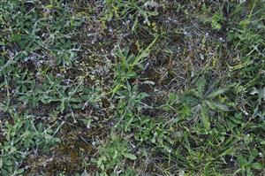 Nižší porast s Pilosella officinarum, Hypochaeris radicata