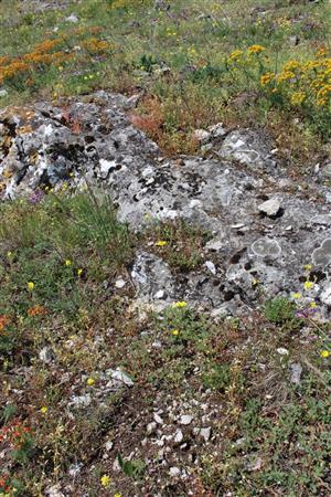 Záber na monitorovaný biotop. 