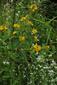 Lysimachia vulgaris