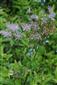 Thalictrum aquilegifolium