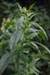Mentha longifolia