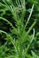 Cirsium palustre